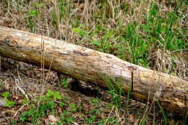 kuru yaprakları ve çalıları ile yeşil bahar ormanda eski kuru ağaç gövdeleri ve stomps