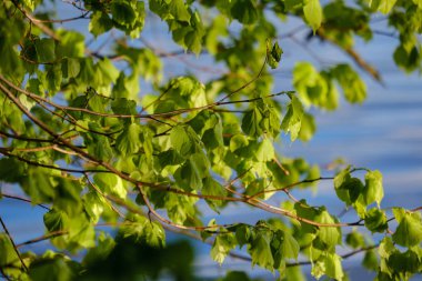 Mavi arka planda taze yeşil bir elma ağacı yaprağı. bahar renk deseni gün batımı renklerinde