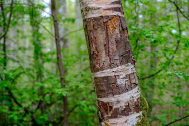 kuru yaprakları ve çalıları ile yeşil bahar ormanda eski kuru ağaç gövdeleri ve stomps