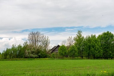 çiçekler ve mavi gökyüzü ile kırsal güneşli bir günde parlak yeşil çayır