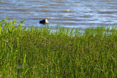 düşük gelgit ile yaz aylarında kayalar ve çim ile boş deniz plajı. Baltık denizi, Letonya kıyısı