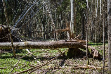 kuru yaprakları ve çalıları ile yeşil bahar ormanda eski kuru ağaç gövdeleri ve stomps