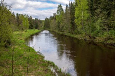 kırsal bir gölün sakin su kıyı ağaçlarının yansımaları