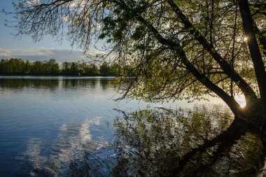 ağaç yaprakları ve dalları altında nehir tarafından güzel gün batımı. sakin su, bulutlar ve su yansımaları ile mavi gökyüzü. akşam yüzen ördekler