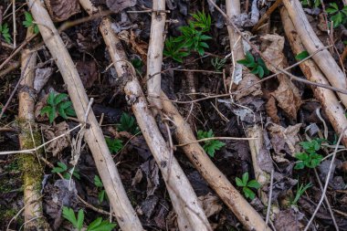 kuru yaprakları ve çalıları ile yeşil bahar ormanda eski kuru ağaç gövdeleri ve stomps