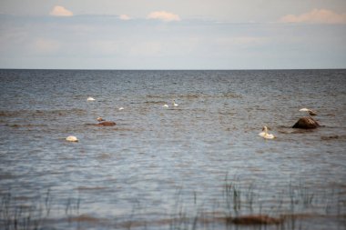 düşük gelgit ile yaz aylarında kayalar ve çim ile boş deniz plajı. Baltık denizi, Letonya kıyısı