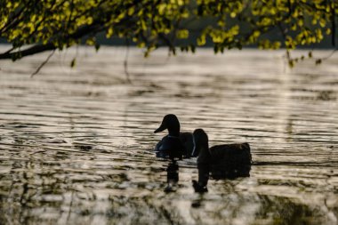 yaban idamı gün batımında ağaçların altında nehirde yüzen yaban ördeği. yaz ılık su renkleri