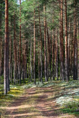 yaz aylarında yeşil yosun kaplı orman yatağı ile çam ağacı ormanda ağaç gövde duvar