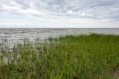 düşük gelgit ile yaz aylarında kayalar ve çim ile boş deniz plajı. Baltık denizi, Letonya kıyısı