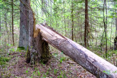 kuru yaprakları ve çalıları ile yeşil bahar ormanda eski kuru ağaç gövdeleri ve stomps