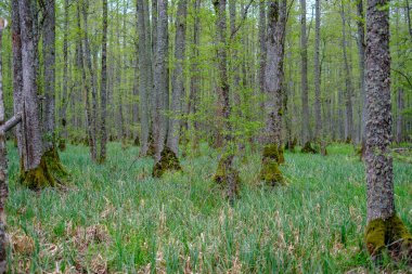 ilkbaharda ormanda yoğun ağaç gövde duvar büyümek doku
