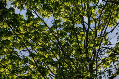 Mavi arka planda taze yeşil bir elma ağacı yaprağı. bahar renk deseni gün batımı renklerinde