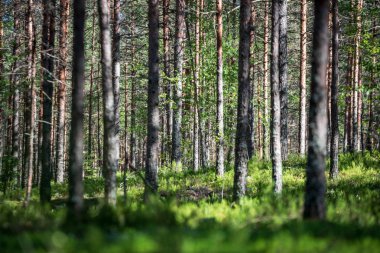 yaz aylarında yeşil yosun kaplı orman yatağı ile çam ağacı ormanda ağaç gövde duvar
