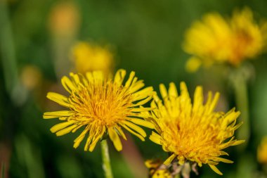Yeşil çayırda sarı karahindiba çiçekleri. bahar çiçekleri