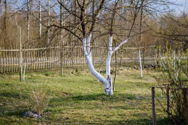 Baharda böceklerden korunmak için beyaz gövdeli bahçede genç elma ağaçları.
