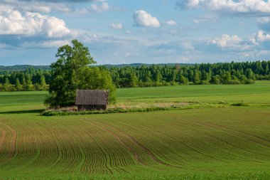 çiçekler ve mavi gökyüzü ile kırsal güneşli bir günde parlak yeşil çayır