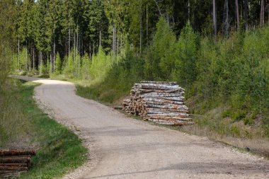 tarafında büyük kazıklar içinde ağaç gövdeleri ile yeşil ormanda çakıl ülke yol. ormanda ağaç kesimi