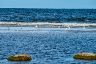 düşük gelgit ile yaz aylarında kayalar ve çim ile boş deniz plajı. Baltık denizi, Letonya kıyısı
