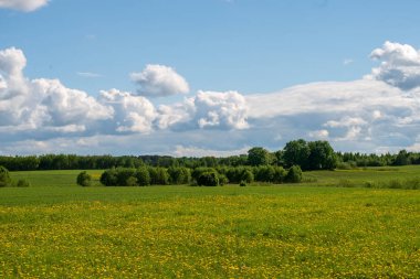 çiçekler ve mavi gökyüzü ile kırsal güneşli bir günde parlak yeşil çayır