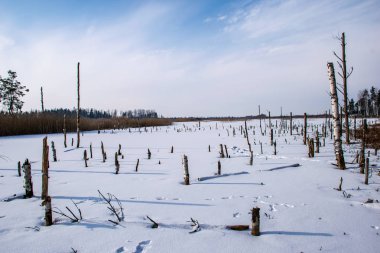 kışın karla kaplı tarla lar ve ormanlar. boş kırsal manzara
