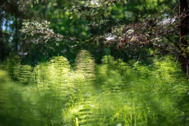 çiçekler ve mavi gökyüzü ile kırsal güneşli bir günde parlak yeşil çayır