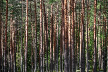 yaz aylarında yeşil yosun kaplı orman yatağı ile çam ağacı ormanda ağaç gövde duvar