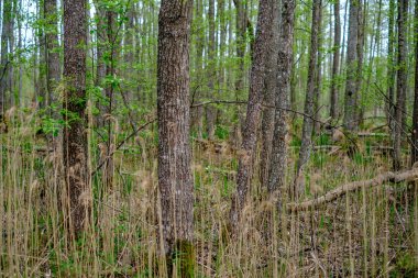 ilkbaharda ormanda yoğun ağaç gövde duvar büyümek doku