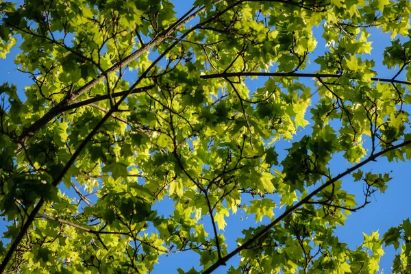 Folha Árvore Mapple Verde Fresco Novo Fundo Azul Céu Textura — Fotografia de Stock