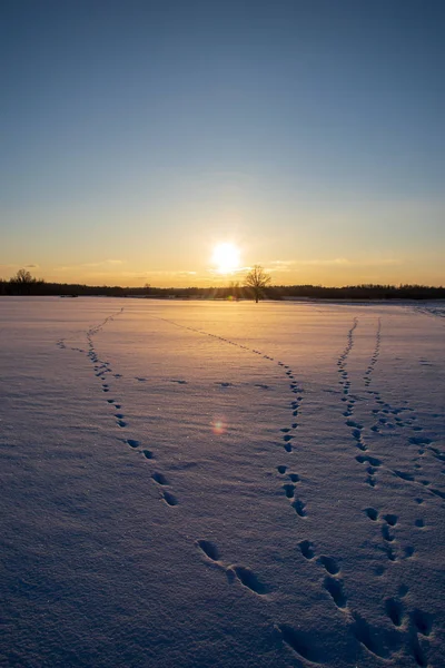 Fields Forests Covered Snow Winter Frost Empty Countryside Landscape — Stock Photo, Image