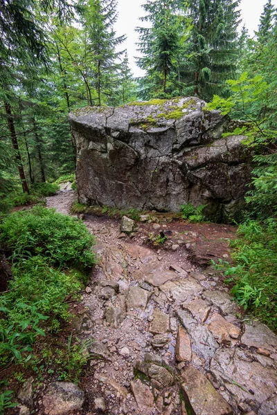 Wandelpaden Slowakije Regenachtige Zomerdag Rotsen Groen Blad Bomen — Stockfoto