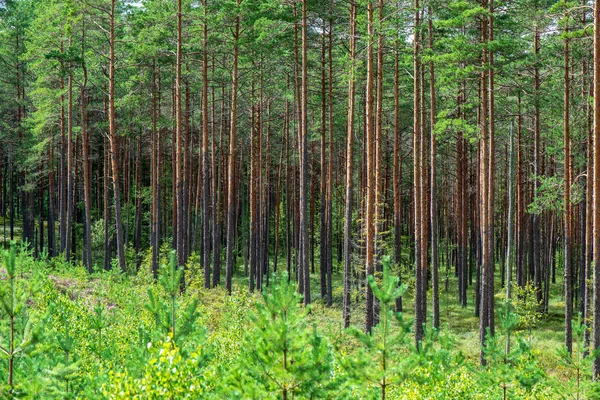 Boomstam Muur Pine Tree Forest Met Groene Mos Bedekt Bos — Stockfoto