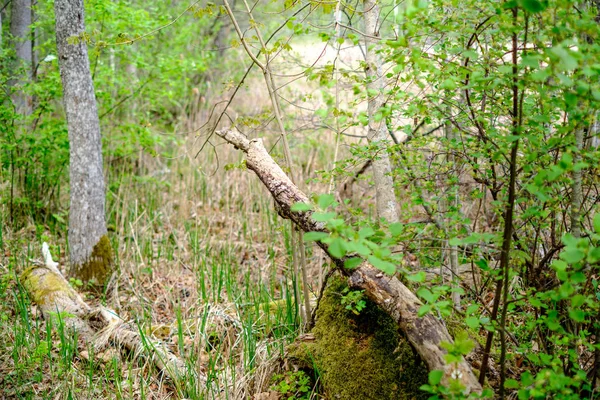 乾燥した葉と茂みを持つ緑の春の森の古い乾燥した木の幹とストンプ — ストック写真