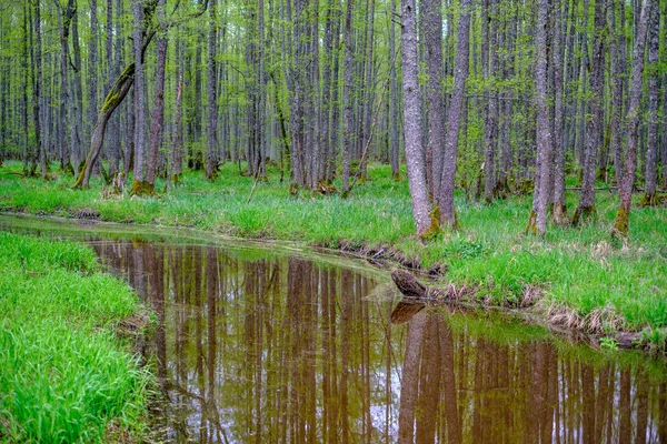 Pequeño Río Bosque Con Aguas Tranquilas Reflejos Árboles Verde Verano —  Fotos de Stock
