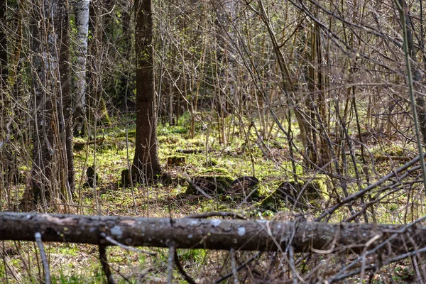 Old Dry Tree Trunks Stomps Green Spring Forest Dry Leaves — Stock Photo, Image