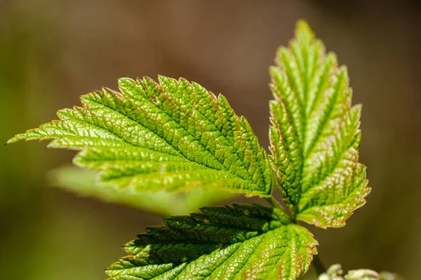 Hojas Frescas Árboles Jóvenes Primavera Macro Disparar Con Fondo Borroso — Foto de Stock