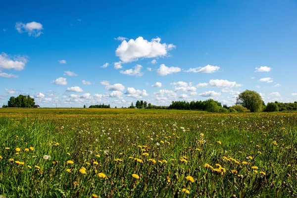 Helder Groene Weide Zonnige Dag Het Platteland Met Bloemen Blauwe — Stockfoto