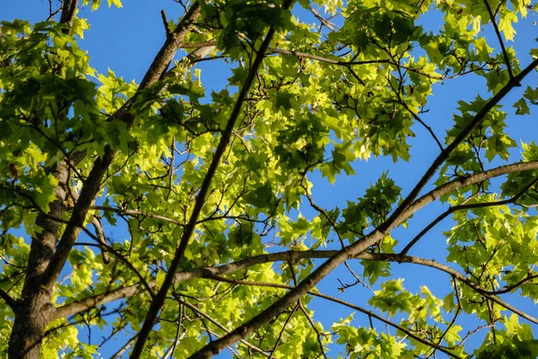 Folha Árvore Mapple Verde Fresco Novo Fundo Azul Céu Textura — Fotografia de Stock