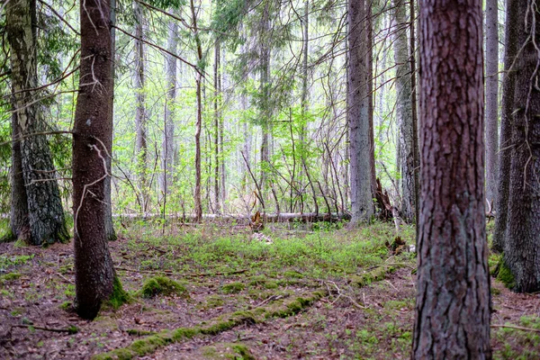 Hustá Zeď Kmene Stromů Jarním Čase Lese — Stock fotografie