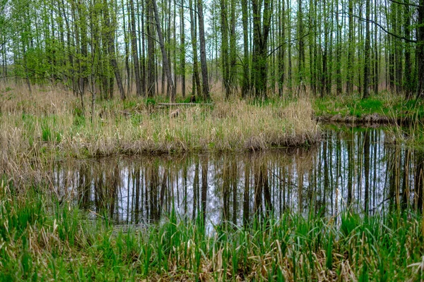 Kleiner Waldfluss Mit Ruhigem Wasser Und Spiegelungen Von Bäumen Darin — Stockfoto