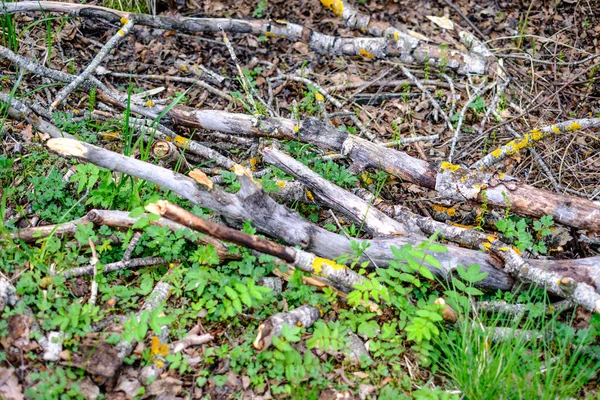 Stare Suche Pnie Drzew Kostek Zielonym Lesie Wiosennym Suchych Liści — Zdjęcie stockowe