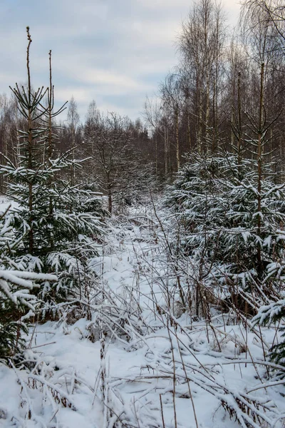 Campos Bosques Cubiertos Nieve Las Heladas Invierno Paisaje Campo Vacío —  Fotos de Stock