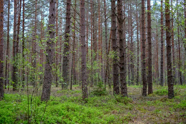 Hustá Zeď Kmene Stromů Jarním Čase Lese — Stock fotografie