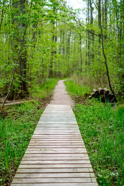 Malá Úzká Dřevěná Nožní Stezka Létě Zelený Les Zelenou Trávou — Stock fotografie