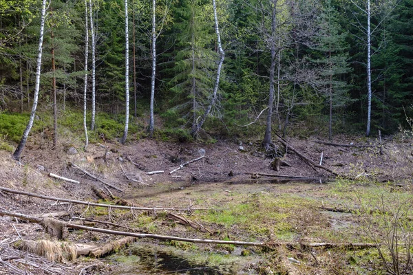 Vieux Troncs Arbres Secs Piétinements Dans Forêt Printanière Verte Avec — Photo