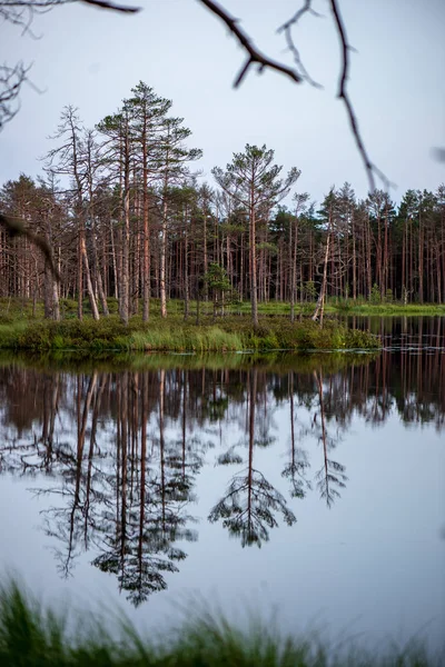 Úvahy Pobřežních Stromech Klidné Vodě Jezera Venkově — Stock fotografie