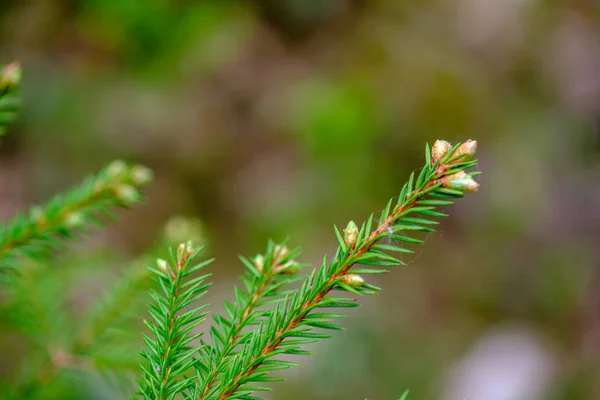 Young Spruce Tree Branches Spring Blur Background — 스톡 사진