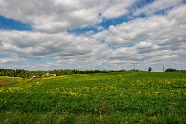 Leuchtend Grüne Wiese Sonnigen Tagen Grünen Mit Blumen Und Blauem — Stockfoto