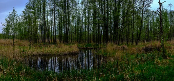 Pequeño Río Bosque Con Aguas Tranquilas Reflejos Árboles Verde Verano — Foto de Stock