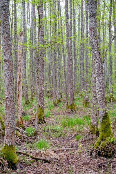Gęste Drzewo Pień Ściana Growe Tekstury Lesie Czasie Wiosny — Zdjęcie stockowe