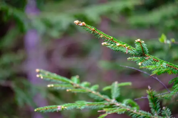 Young Spruce Tree Branches Spring Blur Background — 스톡 사진